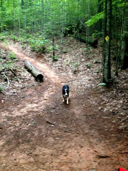 A black and white dog walking along a dirt trail in a wooded area, surrounded by trees and fallen logs. The path is winding and covered with leaves, suggesting a peaceful nature setting. Jake Mountain Trails mountain bike trail.