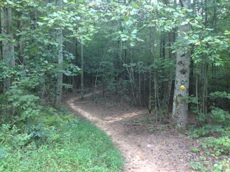 A winding dirt trail through a lush green forest, surrounded by tall trees and thick foliage. Trail markers are visible on a nearby tree, indicating the path for hikers. Sunlight filters through the leaves, creating a dappled light effect on the ground. Jake to Bull Mountain Connecter mountain bike trail.