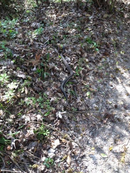 A black snake resting on the ground amidst dry leaves and greenery in a wooded area. Comite Trails mountain bike trail.
