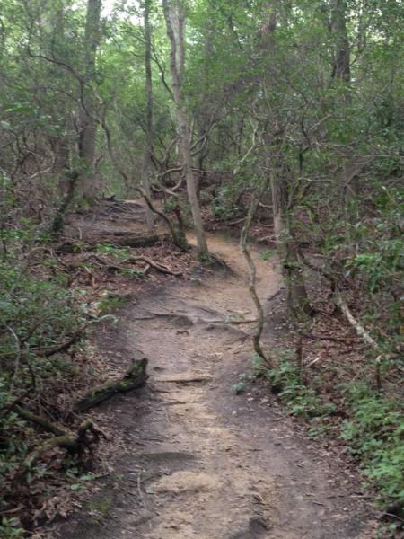 A winding dirt path through a dense forest, surrounded by green trees and underbrush. The trail is uneven, with roots and rocks visible along the way, suggesting a natural, unpaved hiking route. Allaire State Park mountain bike trail.