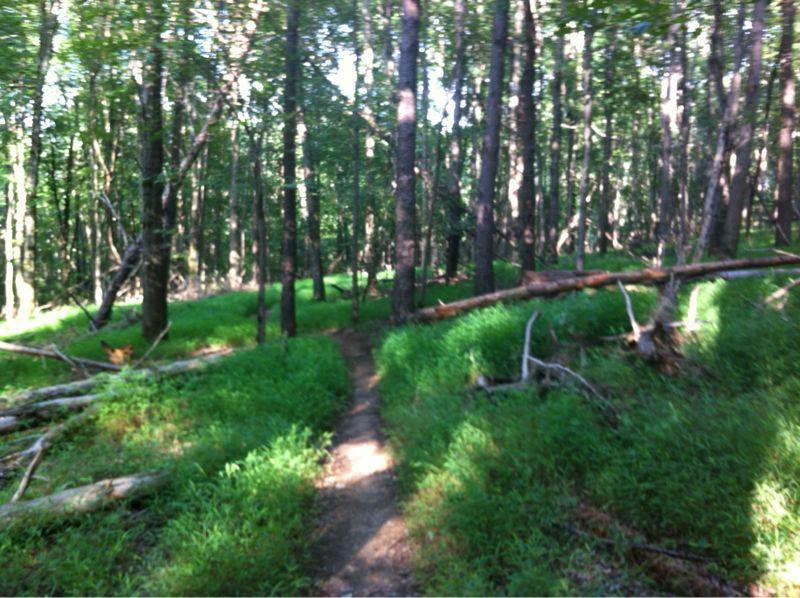 A wooded trail winding through a forest, surrounded by tall trees and lush green undergrowth. Sunlight filters through the leaves, creating patches of light on the ground. Fallen branches and logs are visible along the path. Seneca Creek State Park Trail mountain bike trail.