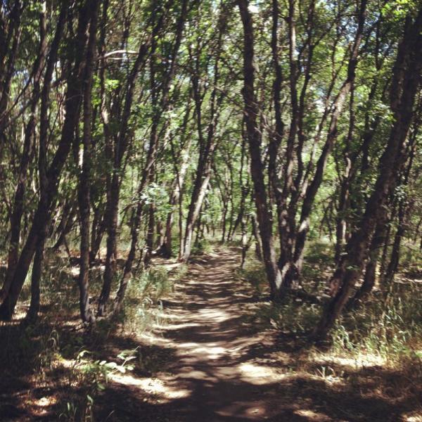 A winding dirt path through a dense forest of tall, slender trees with green foliage. The sunlight filters through the leaves, creating dappled shadows on the ground. Sardine Peak Loop mountain bike trail.