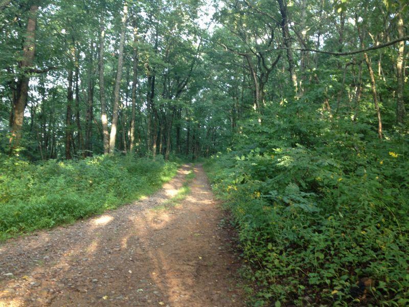 A dirt path winding through a lush green forest, surrounded by tall trees and vibrant foliage. Sunlight filters through the leaves, creating a tranquil and inviting atmosphere. Duncan Ridge mountain bike trail.