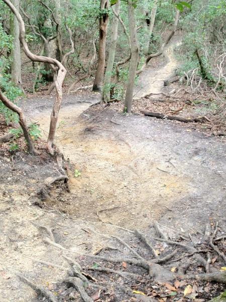 A winding dirt path through a wooded area, surrounded by green foliage and tree roots. The trail is uneven, indicating use, and features a mix of sandy and earthy textures. Allaire State Park mountain bike trail.