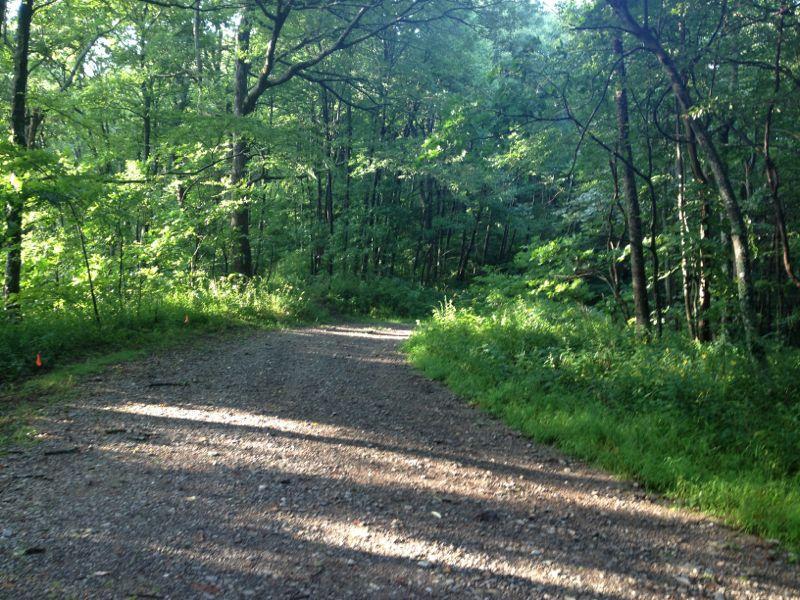 A sunny forest path made of gravel, surrounded by lush green trees and underbrush. Sunlight filters through the leaves, casting dappled shadows on the trail. Duncan Ridge mountain bike trail.