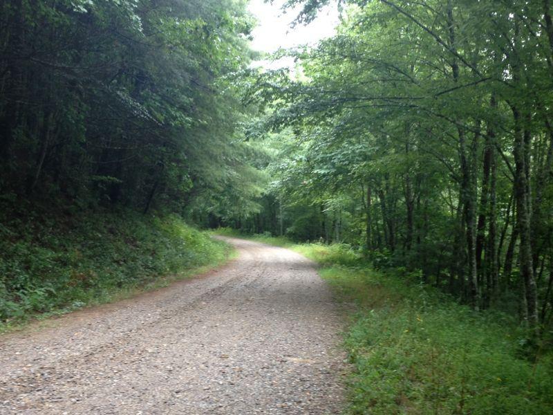 A gravel road winding through a lush green forest, flanked by tall trees on both sides, under a cloudy sky. Duncan Ridge mountain bike trail.