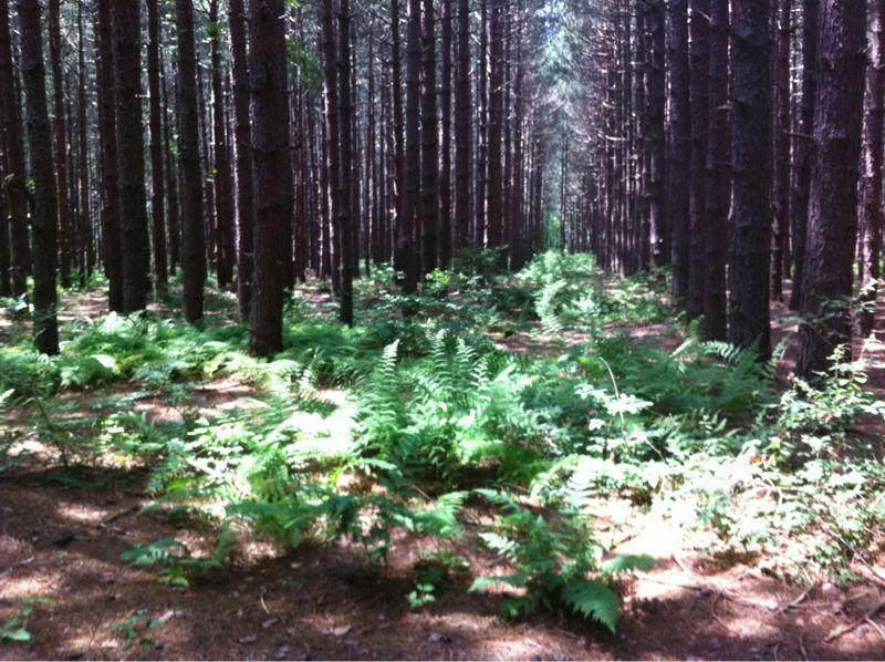 A sunlit forest scene featuring straight pine trees lined up in rows, with lush green ferns and underbrush covering the forest floor. The image conveys a serene and natural atmosphere. Big Bear Lake Trail Center mountain bike trail.