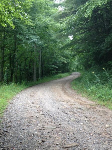 A winding gravel road surrounded by lush green trees and foliage, leading through a serene forest landscape. The path curves gently to the right, inviting exploration into the tranquil woodland. Duncan Ridge mountain bike trail.