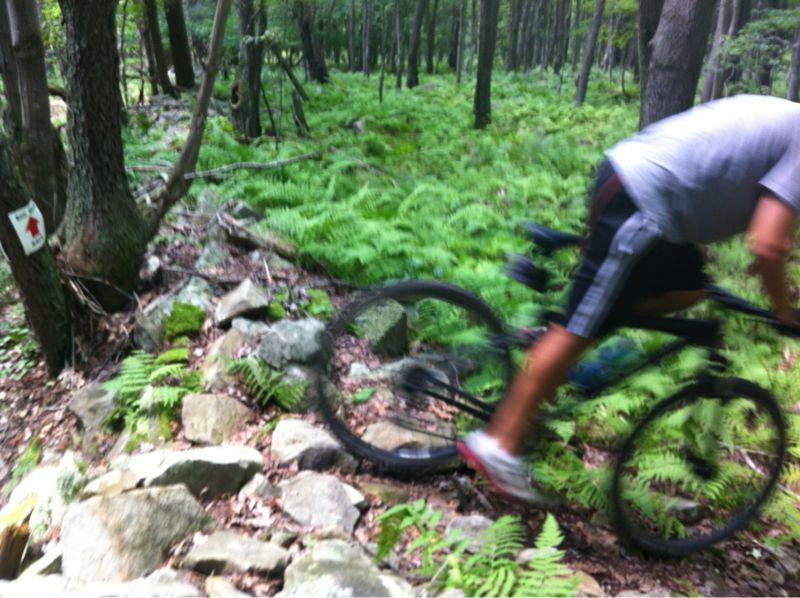 A cyclist navigating a rocky trail in a lush green forest filled with ferns and trees. A red trail marker is visible on a nearby tree. The image captures the motion of the cyclist, highlighting the rugged terrain. Big Bear Lake Trail Center mountain bike trail.
