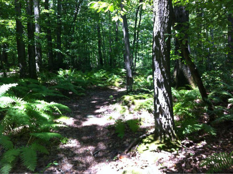 A tranquil forest scene featuring a winding path surrounded by tall trees and vibrant green ferns. Sunlight filters through the leaves, creating a dappled light effect on the forest floor. Big Bear Lake Trail Center mountain bike trail.
