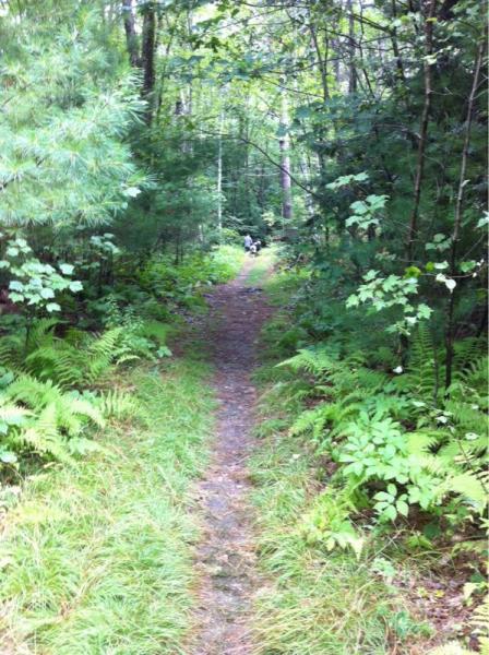 A narrow, winding trail through a lush green forest, flanked by ferns and trees. The path leads into the distance, creating a sense of exploration and tranquility. Musquash Conservation Area mountain bike trail.