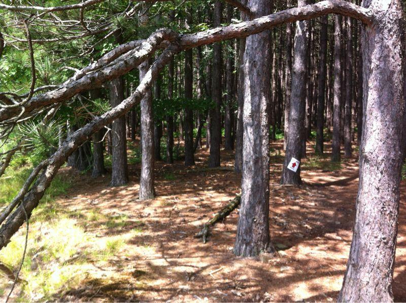 A wooded area with tall pine trees, showcasing a mix of sunlight and shadows on the forest floor. In the background, a white sign with a red symbol is attached to one of the trees, partially obscured by the surrounding foliage. Big Bear Lake Trail Center mountain bike trail.