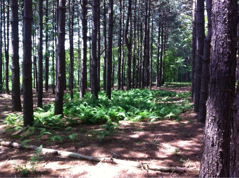 A serene forest scene showcasing tall pine trees lined up closely, with lush green ferns and soft brown earth visible beneath. The sunlight filters through the leaves, creating a peaceful atmosphere typical of a forest environment. Big Bear Lake Trail Center mountain bike trail.