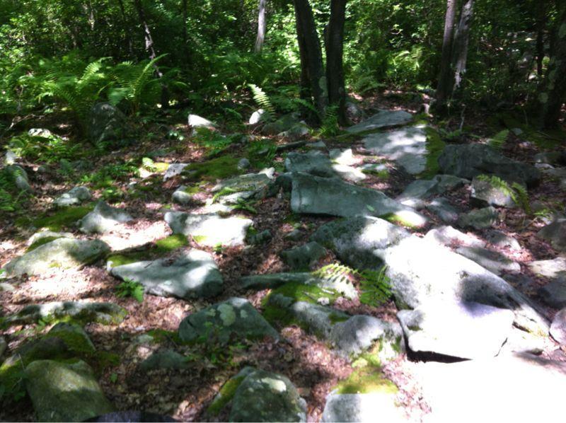 Rocky forest floor with scattered stones and patches of moss, surrounded by ferns and trees. Sunlight filters through the leaves, creating dappled light on the ground. Big Bear Lake Trail Center mountain bike trail.