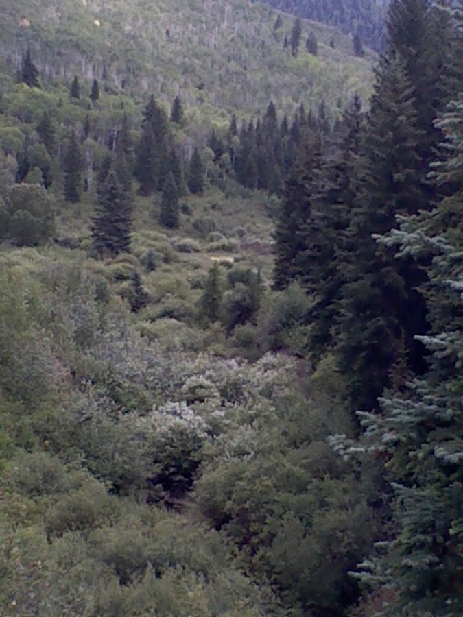 A lush, green forest landscape featuring a variety of trees, including tall conifers and shrubbery. The scene depicts a valley surrounded by rolling hills, with diverse vegetation covering the ground and some areas of the forest. Three Forks Trail mountain bike trail.