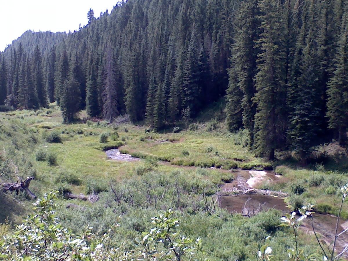 A scenic view of a lush green meadow bordered by tall evergreen trees, with a small winding stream flowing through the grass. The backdrop features a mountainous landscape under a clear blue sky, creating a serene and natural setting. Three Forks Trail mountain bike trail.
