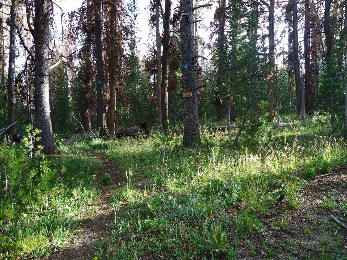 A serene forest scene featuring tall pine trees with patches of sunlight filtering through the branches. The undergrowth is lush with green grass and wildflowers, while a dirt trail meanders through the trees. Some trees show signs of damage, with brown patches on the bark, indicating past events like forest fires or disease. Elk Chase #1 (surveyor Park Tr) mountain bike trail.