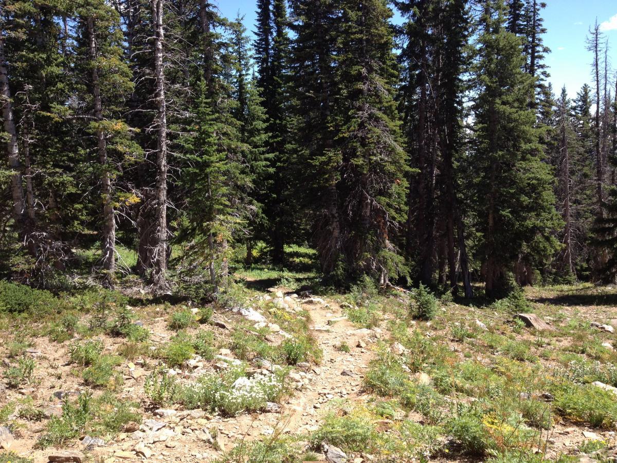 A sunlit forest scene featuring tall evergreen trees surrounded by rocky terrain and patches of greenery. A narrow dirt path weaves through the trees, leading into the serene landscape. Bright blue skies are visible above, enhancing the natural beauty of the setting. CDT / Wyoming Trail #1101: Dumont Lake to Buffalo Pass mountain bike trail.