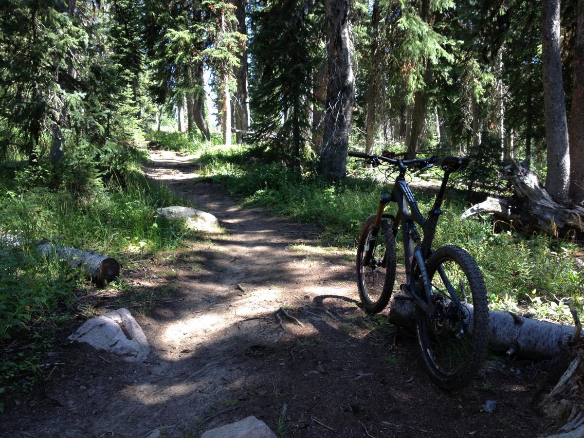 A mountain bike rests against a fallen log on a dirt path surrounded by tall trees and lush greenery in a forest setting. Sunlight filters through the leaves, casting soft shadows on the trail, which curves into the distance. CDT / Wyoming Trail #1101: Dumont Lake to Buffalo Pass mountain bike trail.
