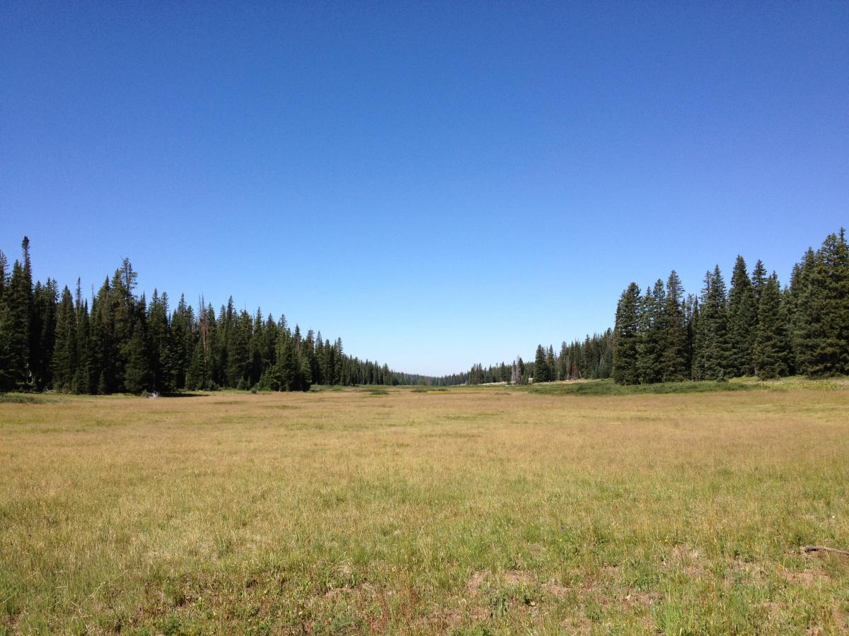 A wide grassy meadow surrounded by tall evergreen trees under a clear blue sky. The scene captures a tranquil natural landscape, highlighting the contrast between the lush green grass and the dense forest. CDT / Wyoming Trail #1101: Dumont Lake to Buffalo Pass mountain bike trail.