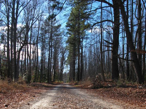 A dirt path lined by tall, bare trees under a clear blue sky, with scattered leaves on the ground and sunlight illuminating the scene. York River State Park mountain bike trail.