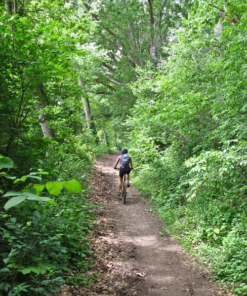 A person riding a bicycle on a narrow dirt trail surrounded by lush green vegetation and trees, with sunlight filtering through the leaves. Brandywine State Park mountain bike trail.
