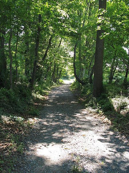 A serene, sunlit pathway winding through a lush, green forest, with tall trees lining each side and dappled sunlight filtering through the leaves. The ground is covered in gravel and surrounded by ferns and underbrush, creating a tranquil natural setting. Fair Hill mountain bike trail.