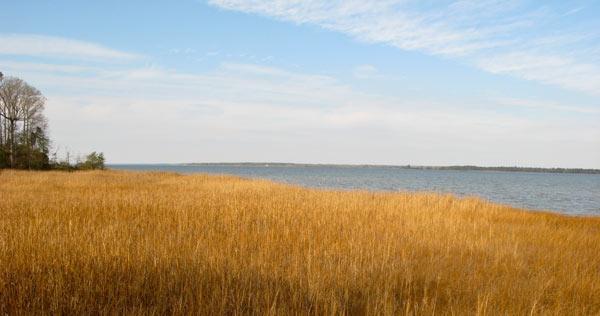 A serene landscape featuring golden grasses swaying in the breeze, with a calm body of water in the background under a blue sky with soft white clouds. Trees line the left side of the image, contributing to the natural scenery. York River State Park mountain bike trail.