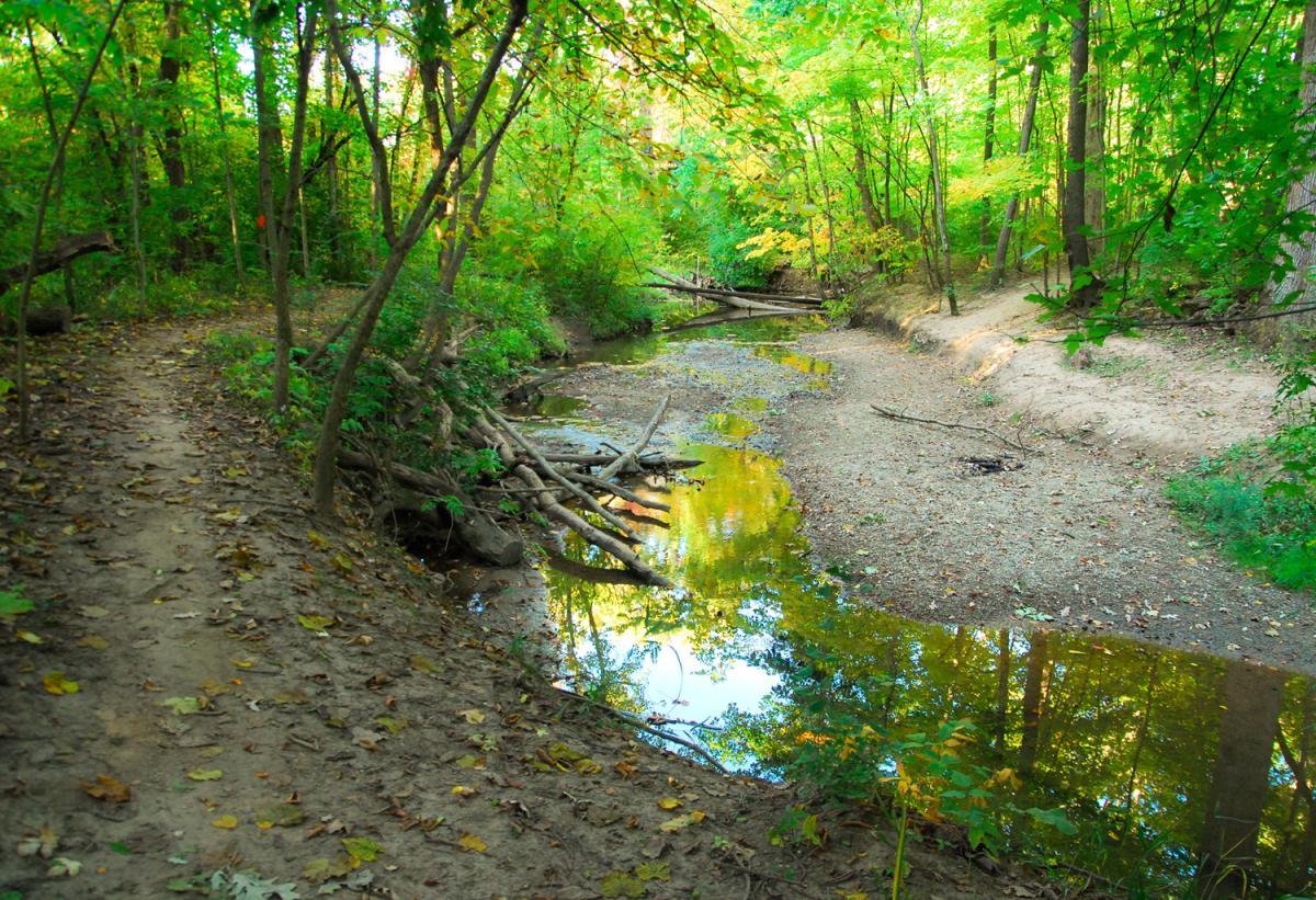 A serene forest scene featuring a winding dirt path alongside a shallow, reflective stream. The banks of the stream are lined with trees displaying vibrant green leaves and hints of autumn color. Fallen leaves and branches are scattered on the ground, creating a natural and tranquil atmosphere. Franke Park mountain bike trail.