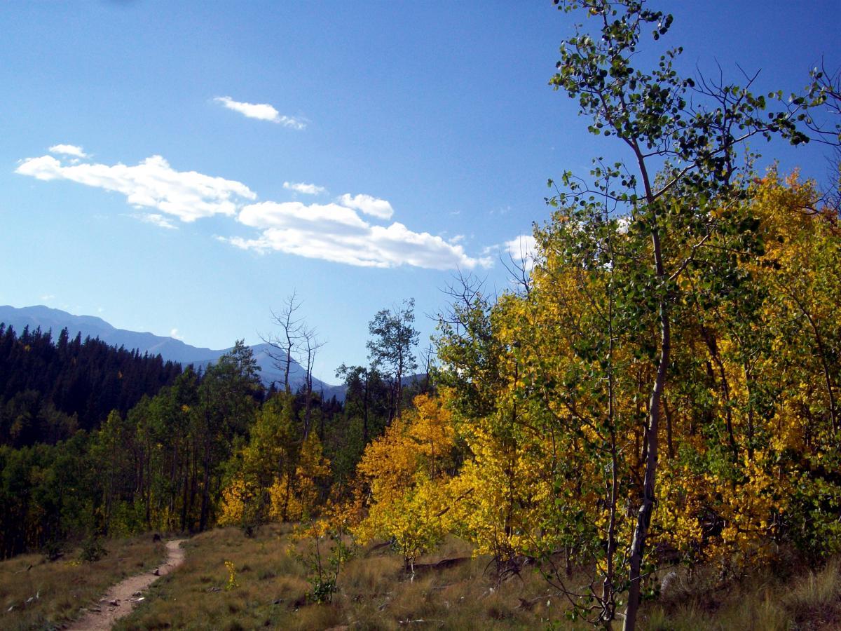 A scenic landscape featuring a winding dirt path surrounded by vibrant autumn foliage, with trees displaying shades of yellow and green. In the background, mountains rise under a clear blue sky adorned with a few fluffy clouds. Colorado Trail: Kenosha Pass To Breckenridge mountain bike trail.