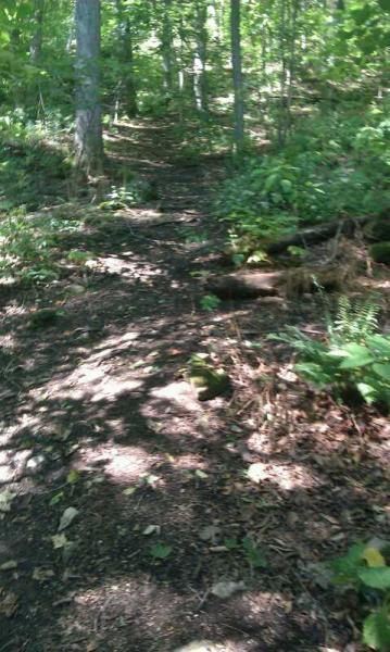 A narrow dirt path winding through a green forest, surrounded by tall trees and lush foliage, with dappled sunlight filtering through the leaves. Rand Tract trail mountain bike trail.