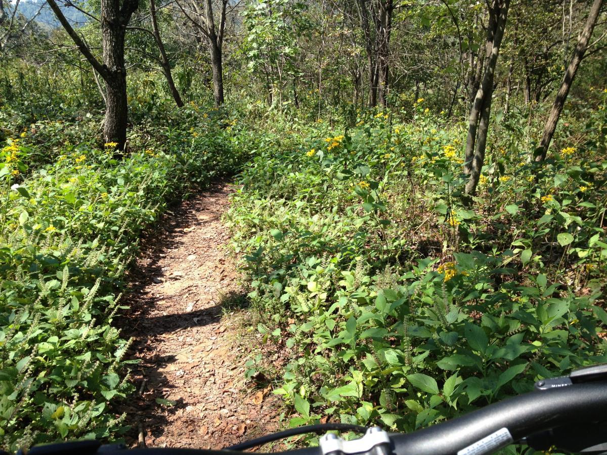 A narrow dirt trail winding through lush greenery and wildflowers in a forested area, with sunlight filtering through the trees. The foreground shows a bike handlebar, indicating a biking perspective. Walnut Creek mountain bike trail.