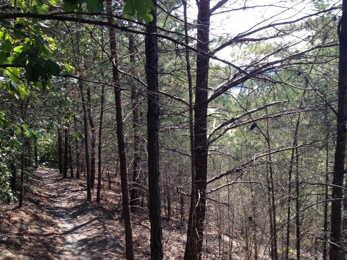 A narrow winding path through a wooded area, surrounded by tall trees with a mix of green foliage and bare branches. Sunlight filters through the trees, casting shadows on the ground, creating a serene and natural atmosphere. Walnut Creek mountain bike trail.