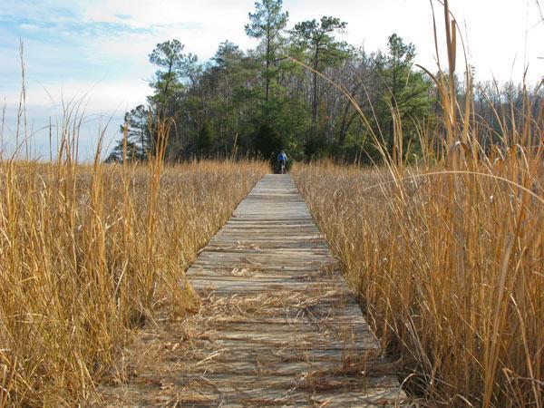 A wooden boardwalk leads through tall, golden grass towards a wooded area in the background, under a partly cloudy sky. A solitary figure walks along the path, surrounded by the serene landscape of tall grasses and trees. York River State Park mountain bike trail.