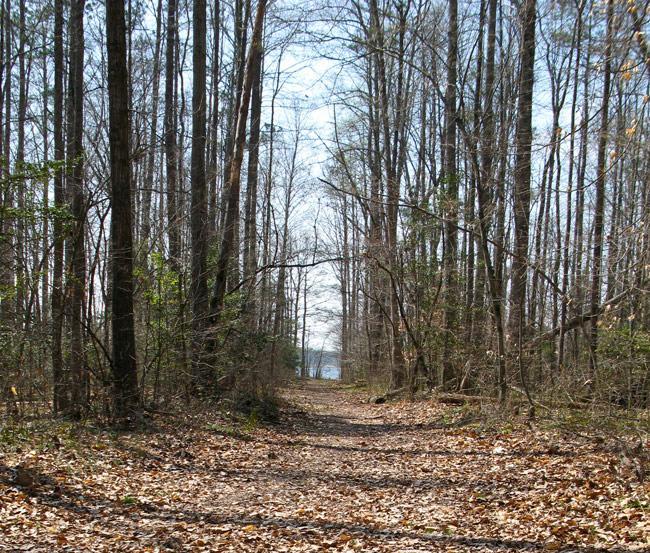 A serene forest path lined with tall, bare trees, leading towards a body of water in the distance. The ground is covered with fallen leaves, and patches of greenery are visible along the sides of the trail under a clear blue sky. Beaverdam Park mountain bike trail.