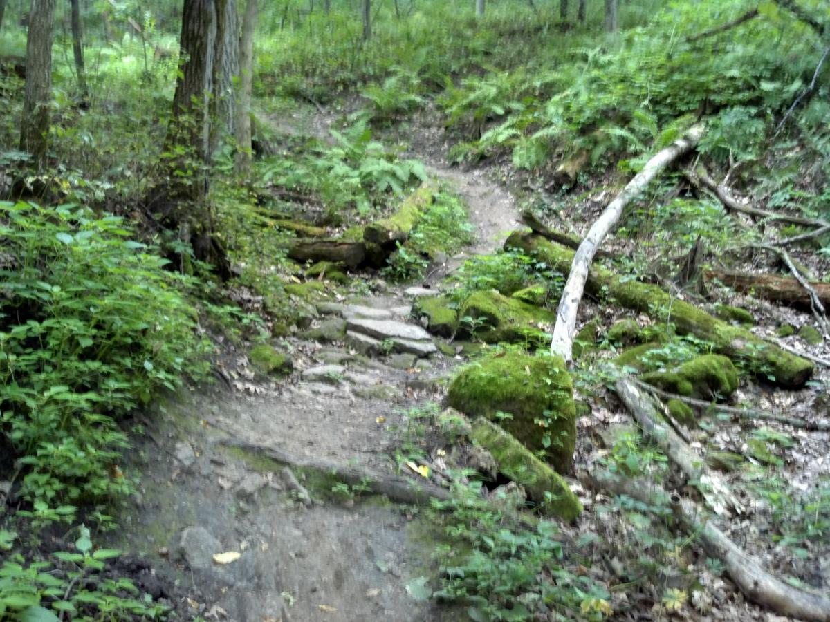 A winding dirt path through a lush, green forest, lined with rocks and moss-covered logs, surrounded by dense foliage and trees. Hixon Forest mountain bike trail.
