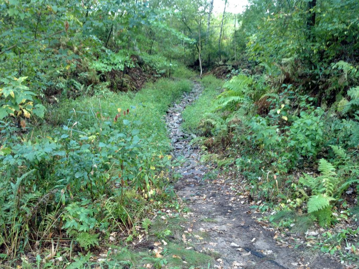 A winding gravel path surrounded by lush green vegetation, including ferns and small bushes, leading through a wooded area. Lowes Creek mountain bike trail.