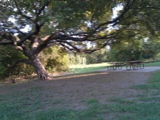A large tree with sprawling branches provides shade over a grassy area, featuring a picnic table nearby. In the background, a field extends into the distance under a clear sky. Rowlett Creek Preserve mountain bike trail.