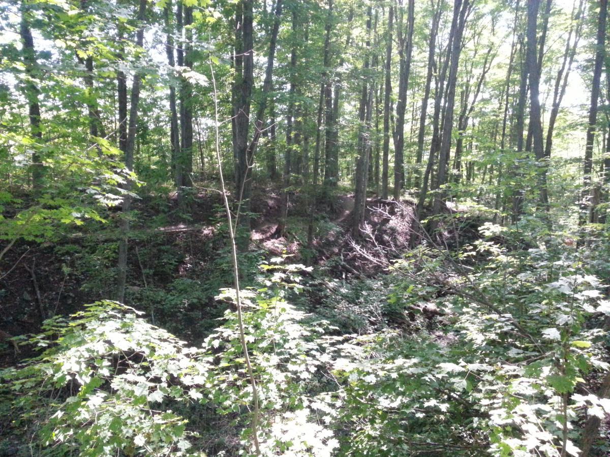 A sunlit wooded area featuring tall trees with lush green leaves and underbrush. The scene shows a natural landscape filled with foliage, highlighting the tranquility of a forest environment. Hydrocut mountain bike trail.