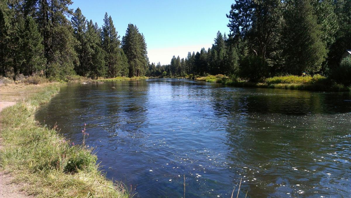 A peaceful scene depicting a flowing river surrounded by tall pine trees under a clear blue sky. The water reflects the greenery and is bordered by grassy areas, creating a serene natural environment. Deschutes River mountain bike trail.