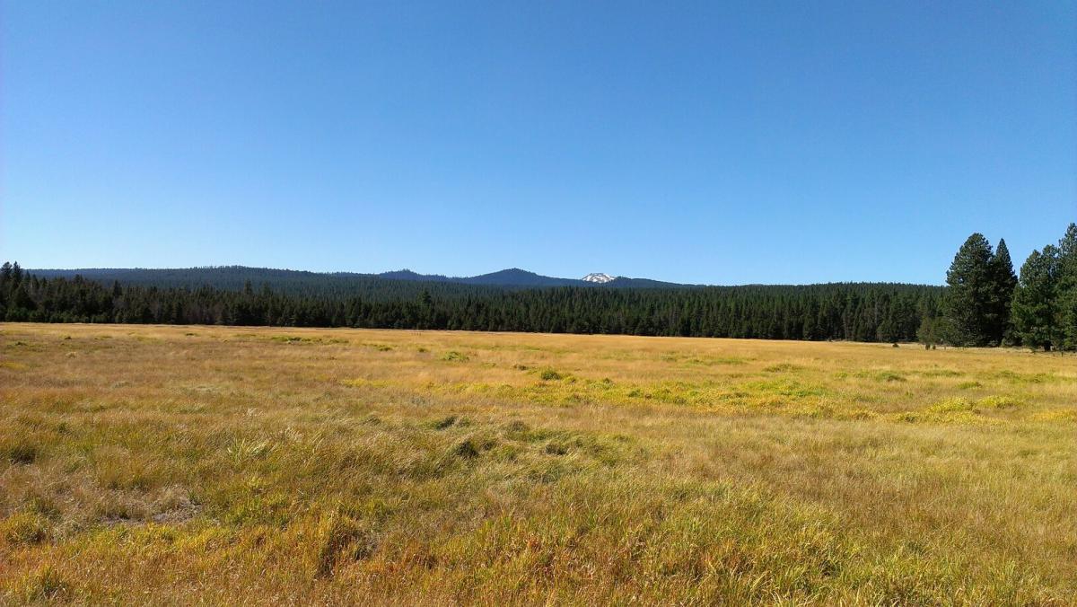 A panoramic view of a golden grassy field surrounded by a dense forest of pine trees under a clear blue sky. In the background, mountains rise with a hint of snow on the peaks, creating a serene natural landscape. Deschutes River mountain bike trail.