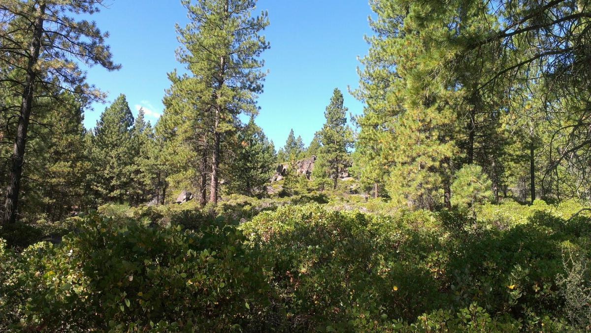 A scenic view of a forest featuring tall pine trees and lush green underbrush under a clear blue sky. In the background, large rock formations are partially visible among the trees. Phil's Area mountain bike trail.