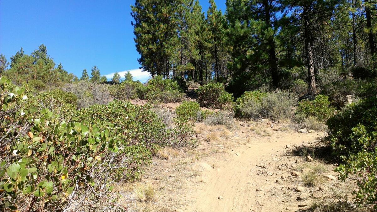 A serene dirt path winding through a forested area, lined with lush green shrubs and trees under a clear blue sky. The scene captures a peaceful natural landscape, inviting exploration and immersion in nature. Phil's Area mountain bike trail.
