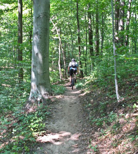 A mountain biker riding along a narrow dirt trail surrounded by lush green trees in a forest setting. Rosaryville State Park mountain bike trail.