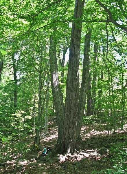 A large, majestic tree with multiple trunks stands in a lush green forest. Sunlight filters through the canopy, illuminating the surrounding foliage. In the foreground, a person is seated near the base of the tree, suggesting a peaceful moment in nature. The forest floor is covered with rocks and leaves. Brandywine State Park mountain bike trail.