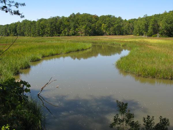 A tranquil scene of a winding freshwater marsh surrounded by lush green vegetation and trees under a clear blue sky. The calm water reflects the surrounding landscape, with patches of grass and reeds along the banks. York River State Park mountain bike trail.