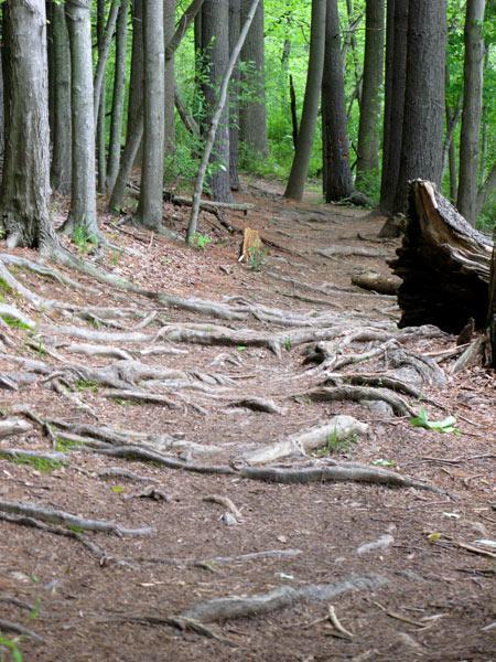 A winding dirt trail surrounded by tall trees, with visible tree roots extending across the path, creating a natural and rustic forest scene. Lush green foliage is prominent, adding a sense of tranquility to the setting. Clopper Lake mountain bike trail.