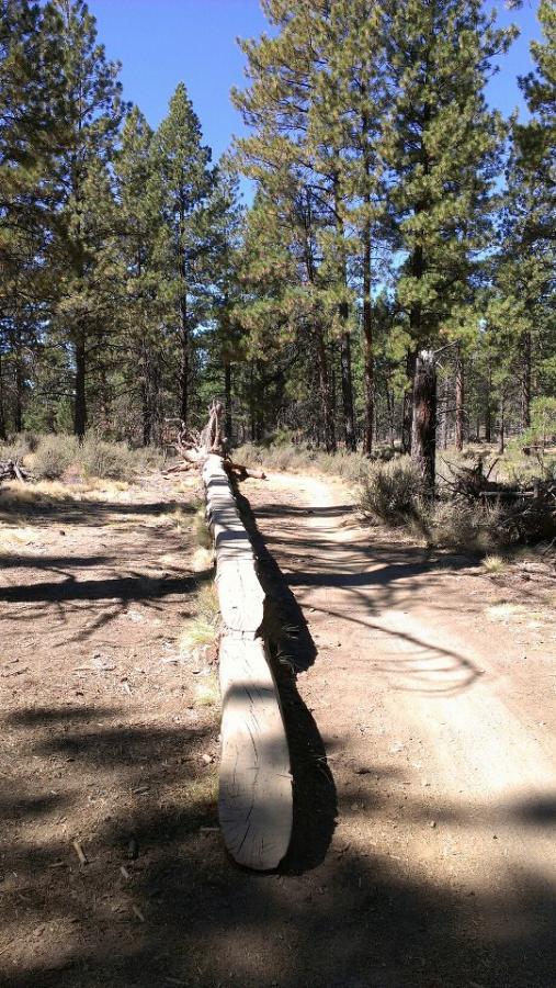A sunlit forest path lined with tall pine trees, featuring a long, horizontal log placed along the trail. The ground is a mix of dirt and sparse vegetation, with shadows cast by the trees creating a tranquil, natural setting. Phil's Area mountain bike trail.