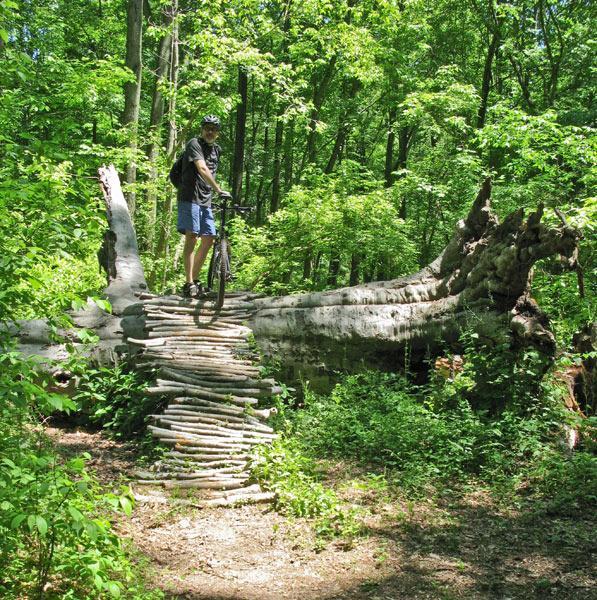 A person in cycling attire stands on a wooden structure made of logs, balancing on a fallen tree in a lush green forest. The surrounding area is filled with vibrant foliage, indicating a sunny day. Brandywine State Park mountain bike trail.