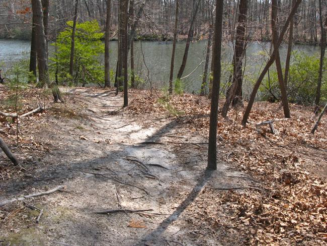 A winding dirt path through a wooded area, flanked by trees and scattered leaves on the ground, leading towards a calm body of water visible in the background. Lake Maury mountain bike trail.